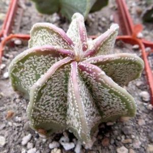 astrophytum niveum cuatro cienegas