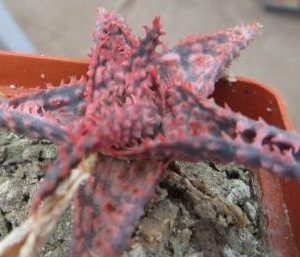 aloe christmas carol