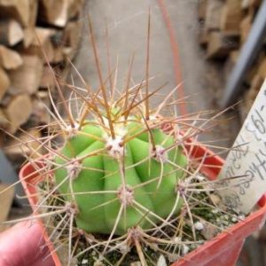 HELIANTHOCEREUS spec. VG-193, Termas Sta, Teresita, La Rioja красный цветок