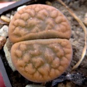 1616.54 lithops  hookeri marginata