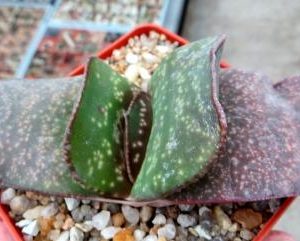 gasteria armstrongii  Renny Wong