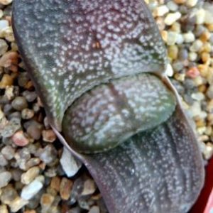 gasteria armstrongii  Renny Wong