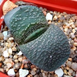 gasteria armstrongii  Renny Wong