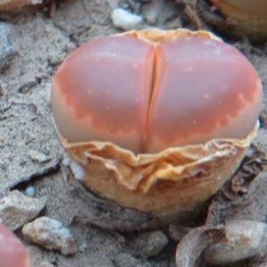 lithops olivacea c 162