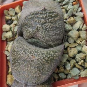 gasteria armstrongii  Renny Wong