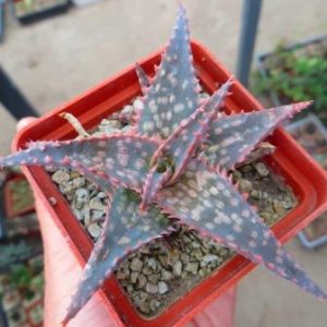 aloe hybrid