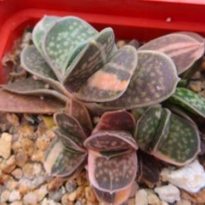 gasteria maculata variegata