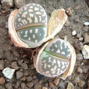 lithops olivacea c 109