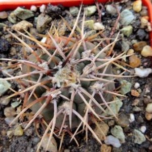gymnocalycium moserianum