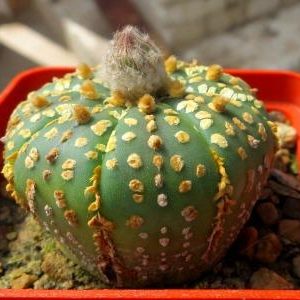 astrophytum super kabuto gold