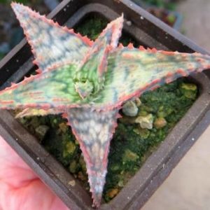 aloe hybrid