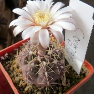 gymnocalycium genseri Panarotto