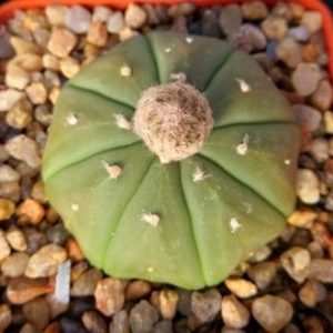 astrophytum asterias nuda