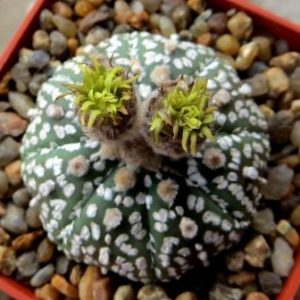 Astrophytum asterias cv. Syowa Kabuto