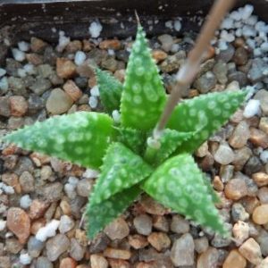haworthia hybrid