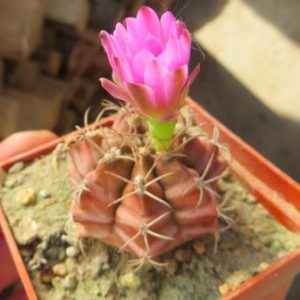 Gymnocalycyum volkeri