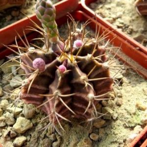 Gymnocalycium melocactiforme