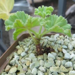pelargonium mollicomum