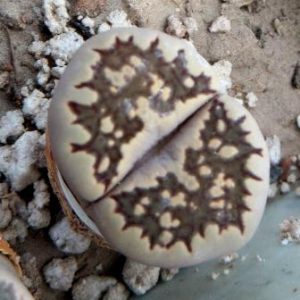 lithops salicola reticulata