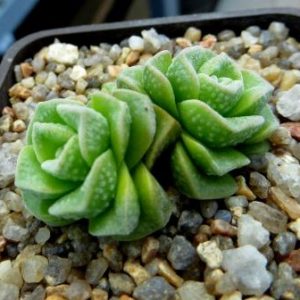 crassula dorothy