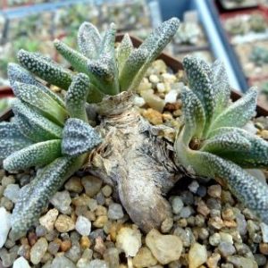 nananthus margaritiferus