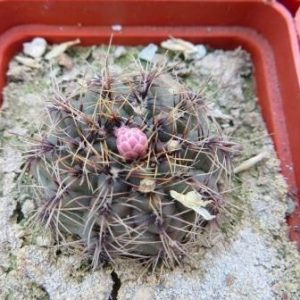 gymnocalocium spec