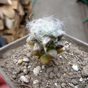 Anacampseros filamentosa v.tomentosa
