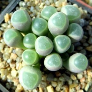 fenestraria rhopalophylla