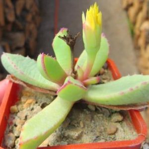 carruanthus peersii