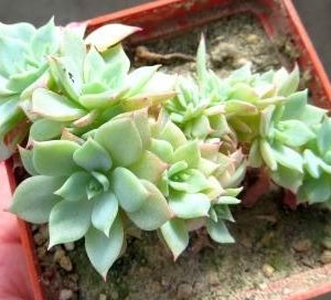 echeveria cristata