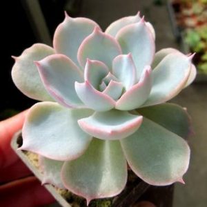 Echeveria subsessilis