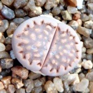1605.34 lithops hallii