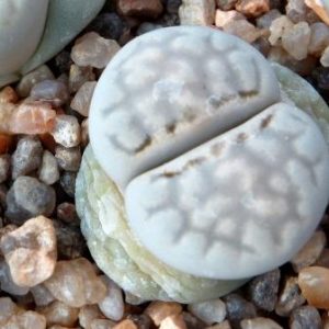 lithops yulii C 297
