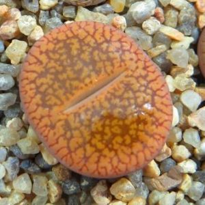 lithops aucampiae