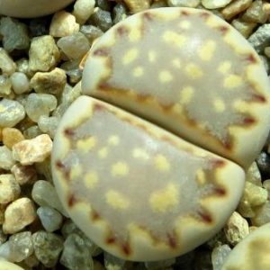 lithops julii С 063