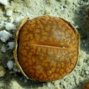 lithops aucampiae C 333