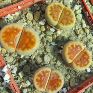 lithops karasmontana lateritia