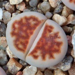 lithops karasmontana lateritia