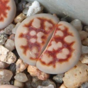 lithops karasmontana lateritia