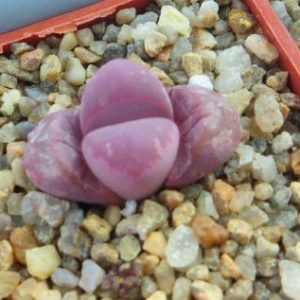lithops optica rubra