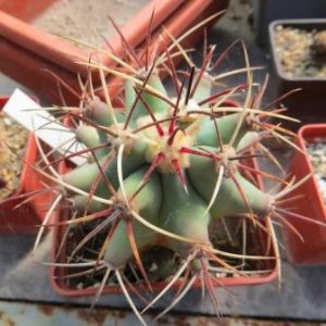 308.702 ferocactus townsendianus Las Virgines