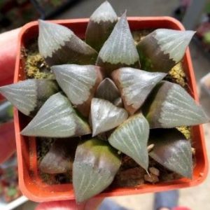 haworthia bayeri hybrid