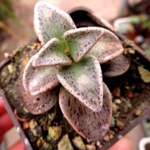 lenophyllum guttatum