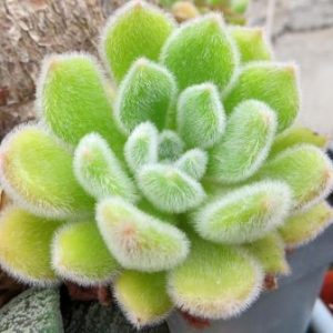 Echeveria Setosa 'Mexican Firecracker'