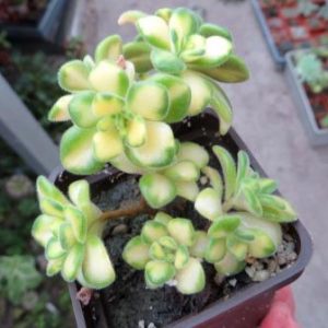 aeonium mini