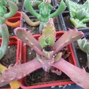 faucaria longifolia