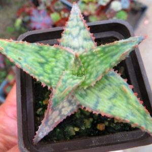 aloe l hybrid