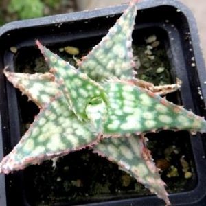 aloe hybrid