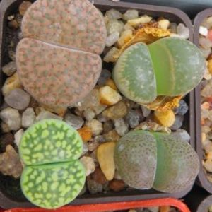 lithops mix