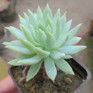 dudlea farinosa
